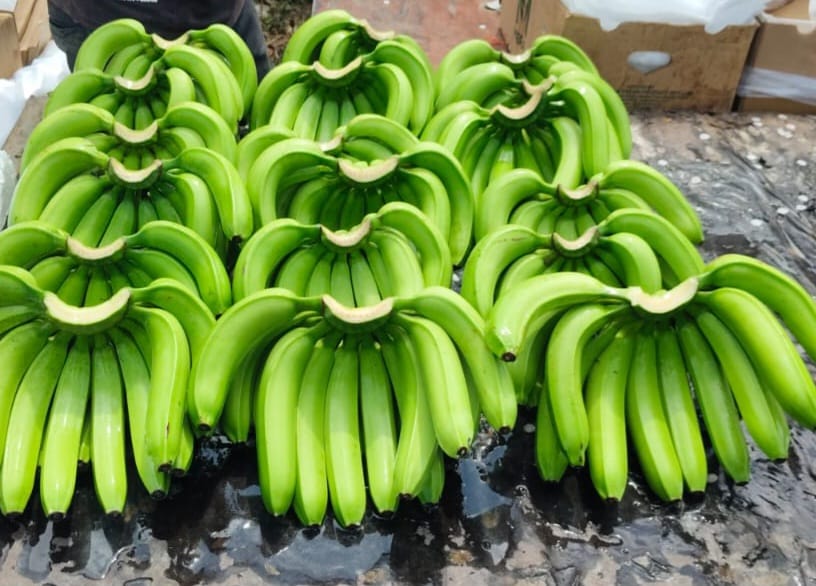 Banana - Ready for Export
