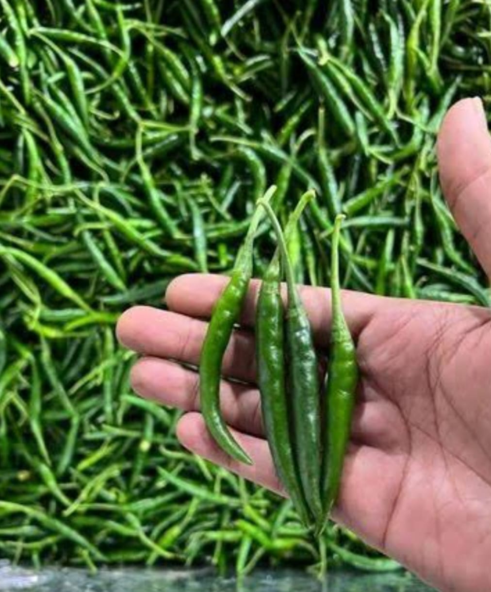 Fresh Chilli - Farm Fresh