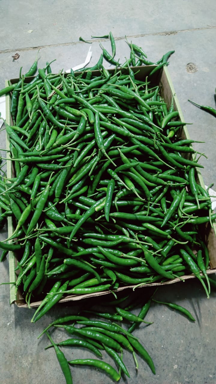 Chilli - Ready for Export