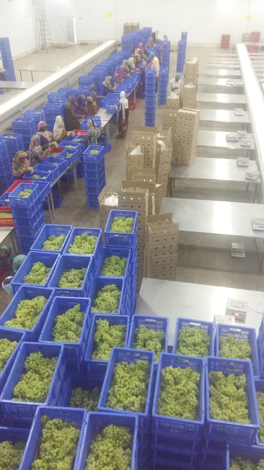 Grapes - Ready for Export