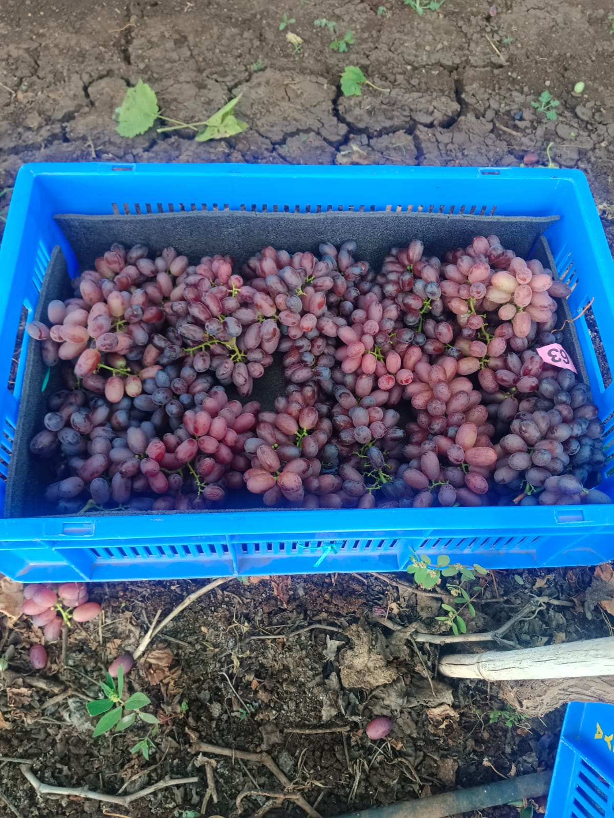 Grapes - Ready for Export