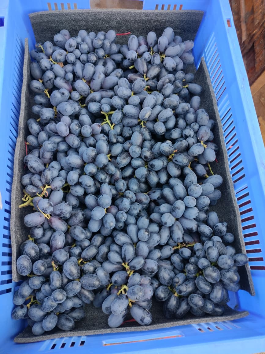 Grapes - Quality Inspection
