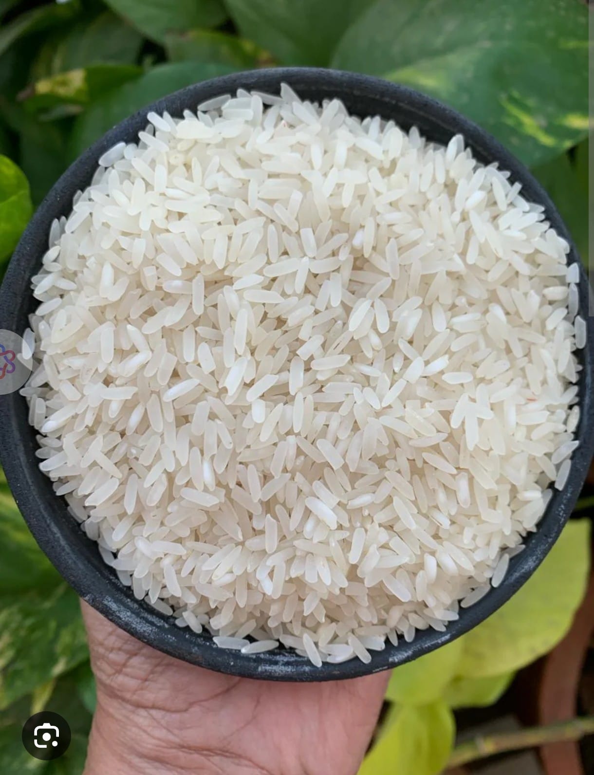 indrayani rice - Grains
