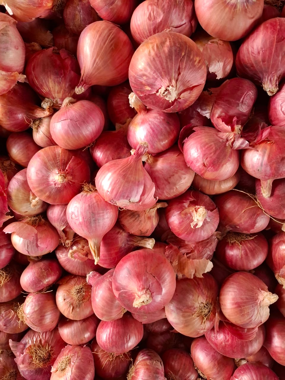 Onion - Quality Inspection