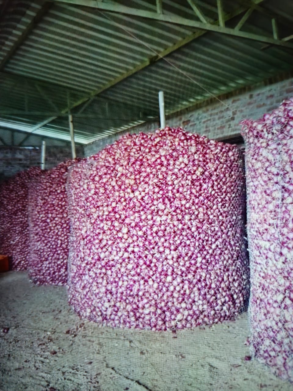 Onion - Ready for Export