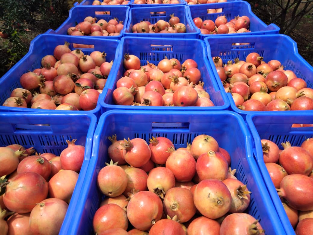 Fresh Pomegranates - Farm Fresh