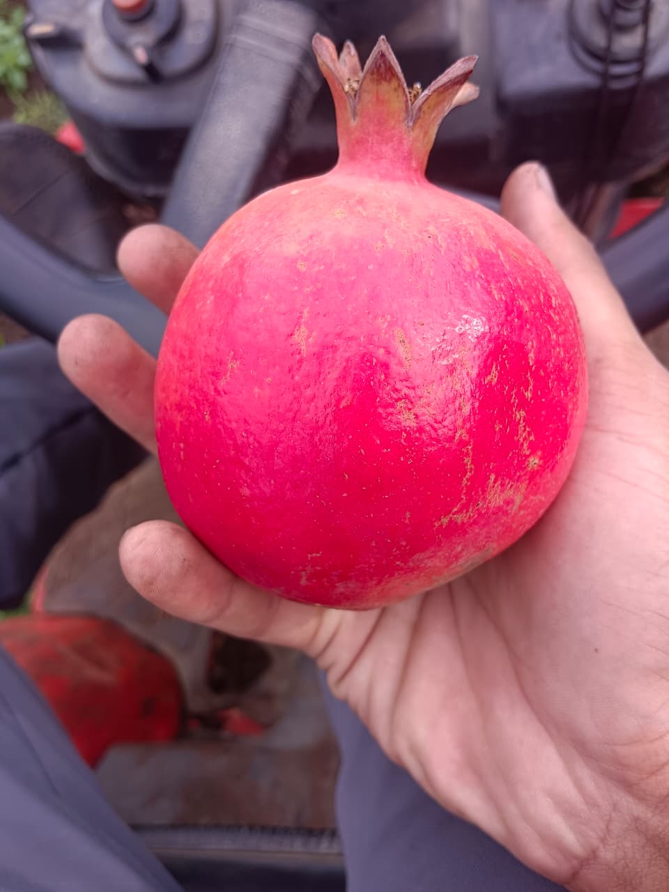 Pomegranates - Quality Inspection
