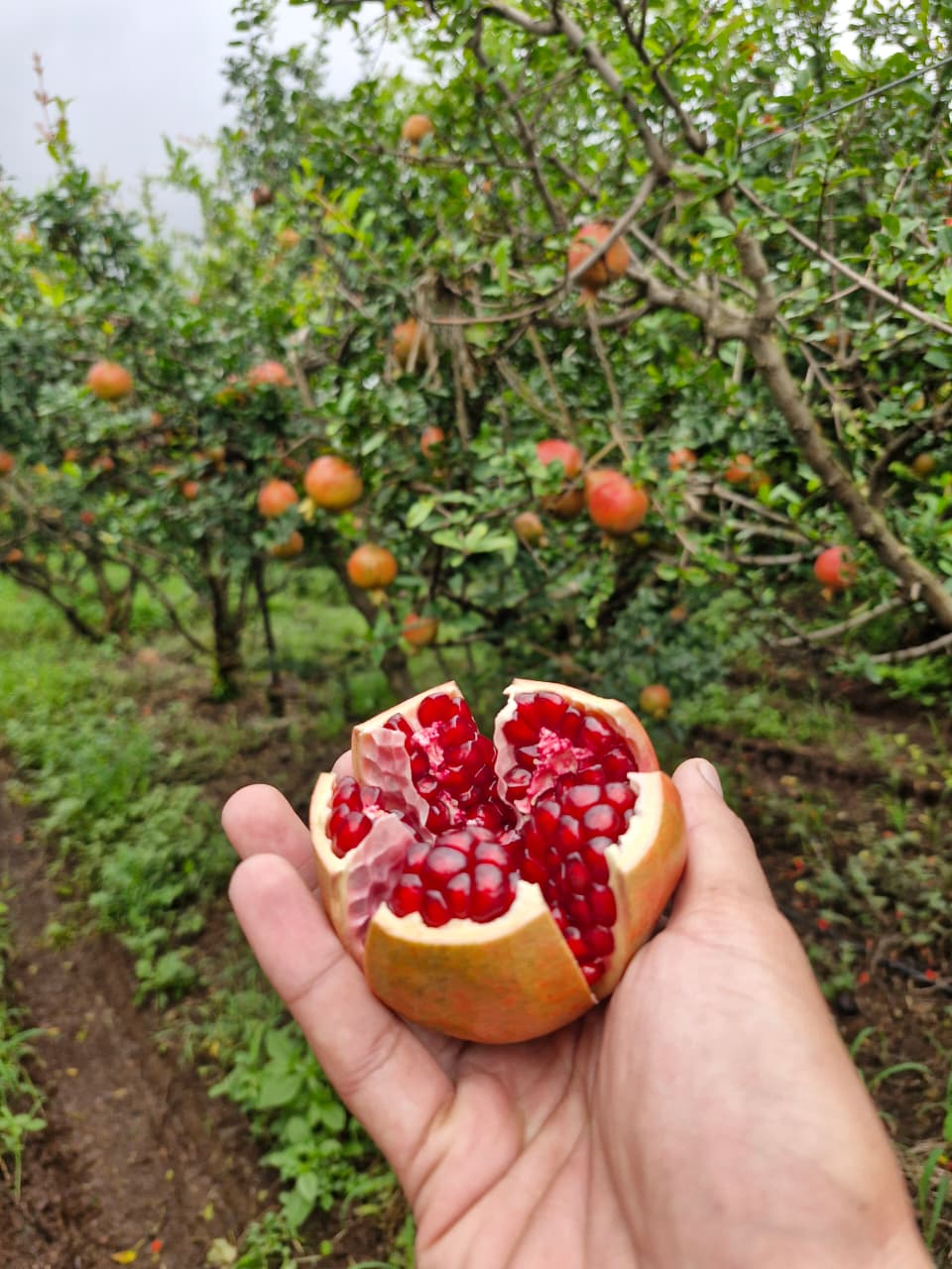 Pomegranates - Packaging