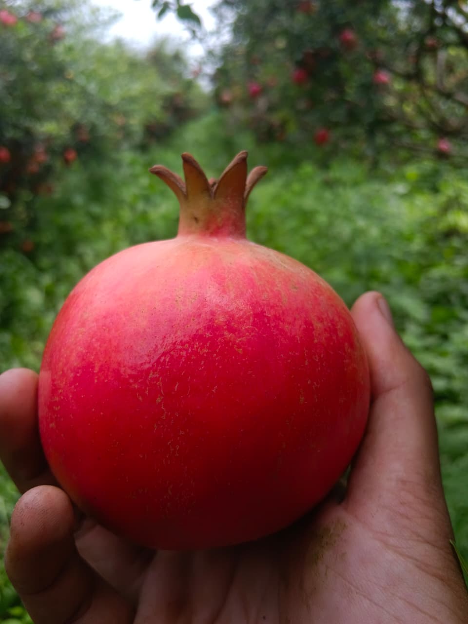 Pomegranates - Ready for Export